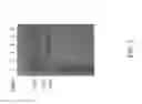 Fig. 04 - Antibody agents specific for human CD19 and uses thereof