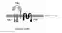 Fig. 01 - CD123 SPECIFIC MULTI-CHAIN CHIMERIC ANTIGEN RECEPTOR