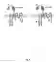 Fig. 05 - CD123 SPECIFIC MULTI-CHAIN CHIMERIC ANTIGEN RECEPTOR