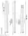 Fig. 12 - Anti-transferrin receptor antibodies and methods of use
