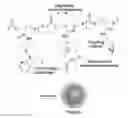 Fig. 01 - Polymeric nanogels with degradable backbones and from gras components, and compositions and methods thereof