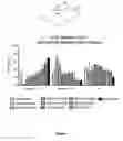 Fig. 02 - COMPOSITION AND METHOD OF STEM CELLS FOR PRESERVATION OF CARDIAC TISSUE