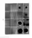 Fig. 02 - DIFFERENTIATED PROGENY OF CLONAL PROGENITOR CELL LINES