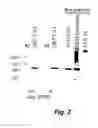 Fig. 03 - METHODS AND PRODUCTS FOR ENRICHING AND ISOLATING STEM CELLS
