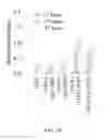 Fig. 08 - Method of stimulating TLR9-activated immune response