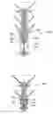 Fig. 01 - Multi-function dart
