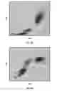 Fig. 06 - Basophil analysis system and method