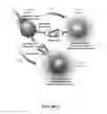 Fig. 09 - Immunological Testing