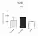 Fig. 14 - Citrullinated proteins: a post-translated modification of myocardial proteins as marker of physiological and pathological disease
