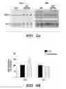 Fig. 07 - COMPOSITIONS AND METHODS FOR DETECTING AND/OR TREATING INFLAMMATION