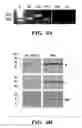 Fig. 08 - COMPOSITIONS AND METHODS FOR DETECTING AND/OR TREATING INFLAMMATION