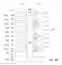 Fig. 40 - Apparatuses and methods for forming multiple decks of memory cells