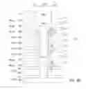 Fig. 41 - Apparatuses and methods for forming multiple decks of memory cells