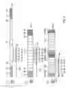 Fig. 06 - Unified synchronization channel design used in different communication modes