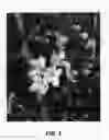 Fig. 02 - Apple tree named `Duke Fuji'
