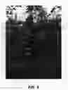 Fig. 04 - Apple tree named `Duke Fuji'