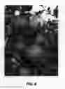 Fig. 07 - Apple tree named `Duke Fuji'