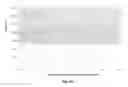 Fig. 06 - CUT-RESISTANT FABRIC, ARTICLES