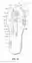 Fig. 07 - Sole structure with piston and adaptive cushioning system
