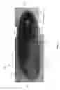 Fig. 02 - Footwear with internal harness