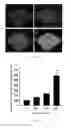 Fig. 02 - Method and Device for Detecting UV-Induced Skin Damage by In Vivo Non-Invasive Detection