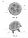 Fig. 06 - DEVICES, APPARATUSES, KITS, AND METHODS FOR ALIGNMENT GUIDE AND FUSION DISK