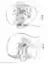 Fig. 02 - NAVIGATION SYSTEM FOR SINUPLASTY DEVICE