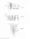 Fig. 09 - Intra-oral light-therapy apparatuses and methods for their use
