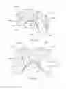 Fig. 69 - Intra-oral light-therapy apparatuses and methods for their use
