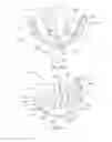 Fig. 70 - Intra-oral light-therapy apparatuses and methods for their use
