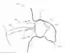 Fig. 01 - METHOD AND APPARATUS FOR RECAPTURING AN IMPLANT FROM THE LEFT ATRIAL APPENDAGE