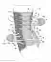 Fig. 01 - Ankle Brace with Enhanced Lacing