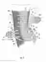 Fig. 02 - Ankle Brace with Enhanced Lacing