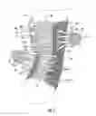 Fig. 03 - Ankle Brace with Enhanced Lacing