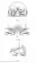 Fig. 02 - Cosmetic appearance of skin