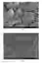 Fig. 02 - IVORY NUT POWDER AND MANNAN FROM IVORY NUT