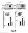 Fig. 08 - Methods for administration and methods for treating cardiovascular diseases with resiniferatoxin