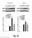 Fig. 09 - Methods for administration and methods for treating cardiovascular diseases with resiniferatoxin
