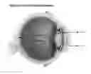 Fig. 01 - Use of PRG4 to improve dynamic visual acuity and higher order aberrations