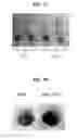 Fig. 08 - CLEAVABLE POLYMERIC MICELLES