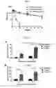 Fig. 08 - Serum-stable compositions and methods for light-triggered release of materials