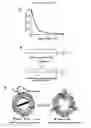 Fig. 24 - Serum-stable compositions and methods for light-triggered release of materials