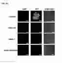 Fig. 16 - Unimolecular nanoparticles for efficient delivery of therapeutic RNA
