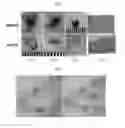 Fig. 02 - Compositions and methods for treating alopecia