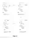 Fig. 13 - Metabolically programmed metal chelators and uses thereof