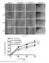 Fig. 05 - Pharmaceutical use and pharmaceutical composition of pyrroloquinoline quinine, its derivatives and/or its salts