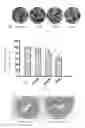 Fig. 06 - Pharmaceutical use and pharmaceutical composition of pyrroloquinoline quinine, its derivatives and/or its salts