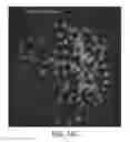 Fig. 55 - COMBINATION OF CHIMERIC ANTIGEN RECEPTOR THERAPY AND AMINO PYRIMIDINE DERIVATIVES