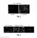 Fig. 02 - Extracellular matrix from pluripotent cells