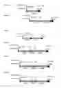 Fig. 04 - Oncolytic adenovirus encoding a B7 protein